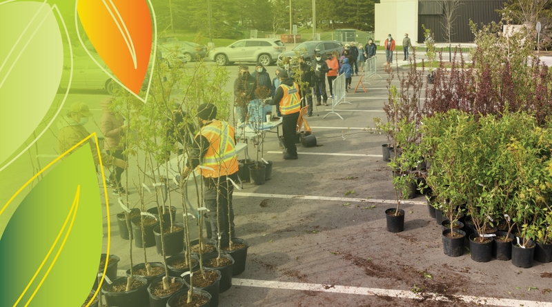 Distribution de jeunes arbres en pot dans un stationnement à Québec .