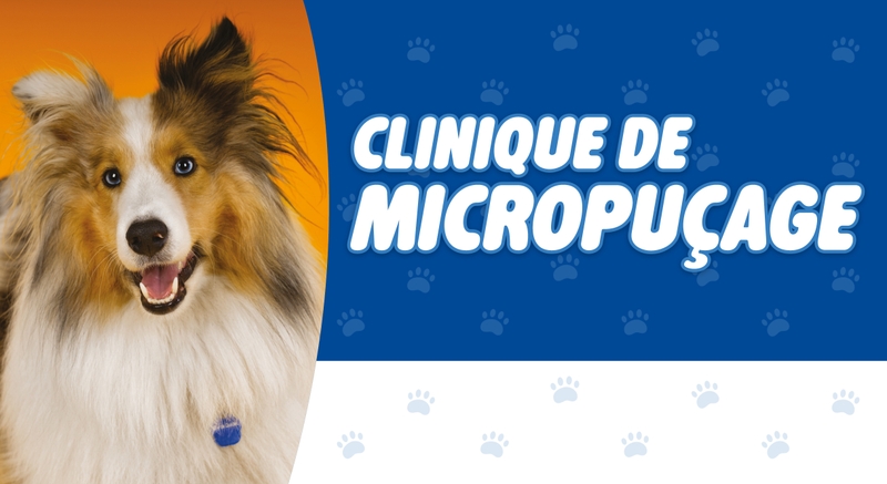 Chien au pelage long sur fond orangé. Texte : «Clinique de micropuçage»