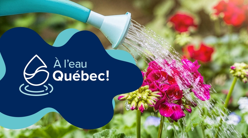 Arrosoir versant de l’eau sur des fleurs roses dans un jardin